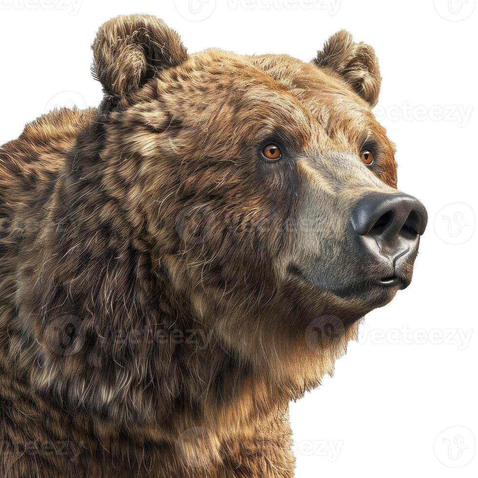 Portrait of a wild brown bear looking aside on white background photo