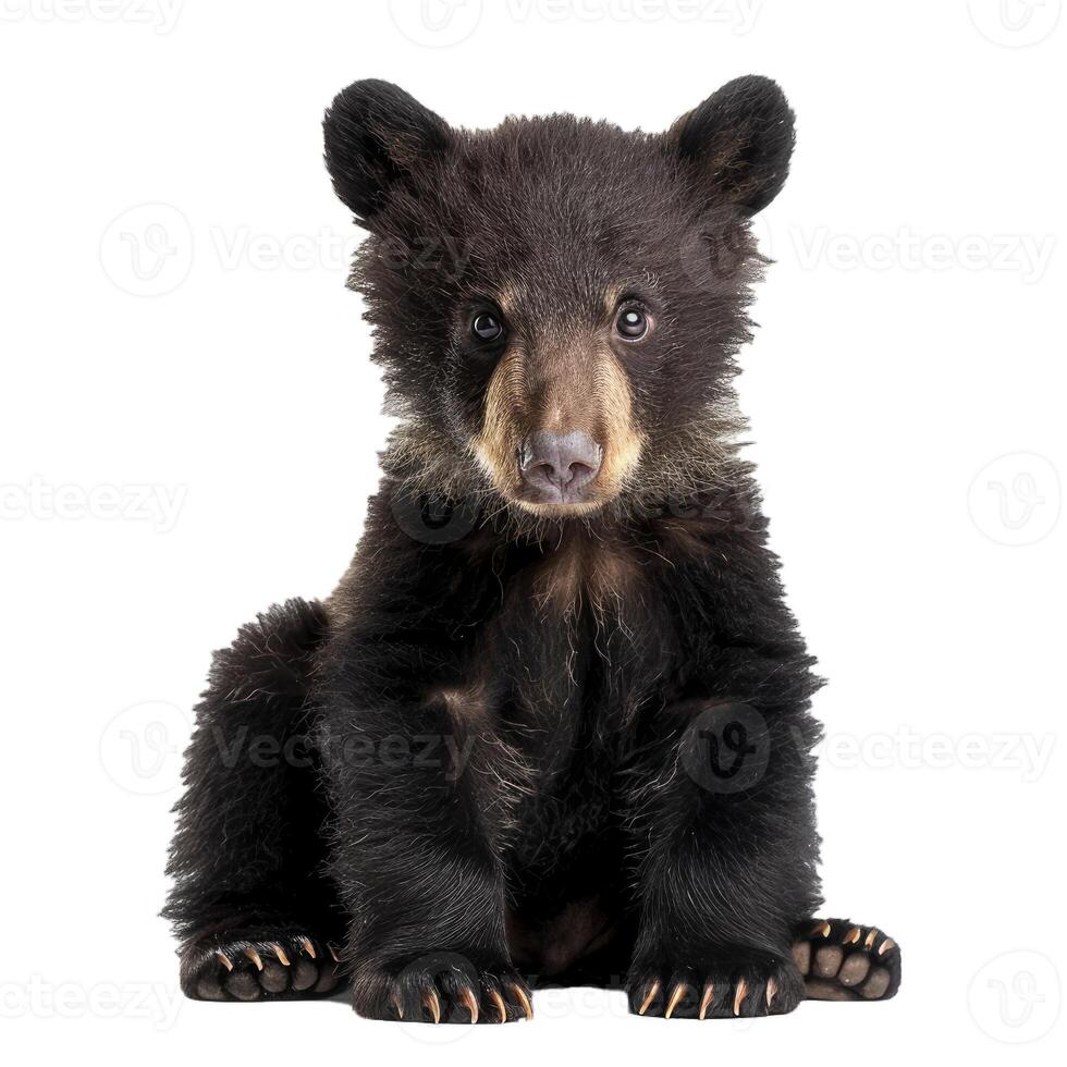 Adorable black bear cub sitting and looking curious photo