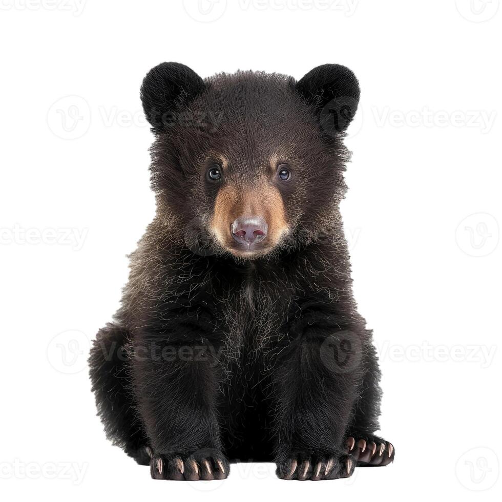 Adorable black bear cub sitting on white background photo