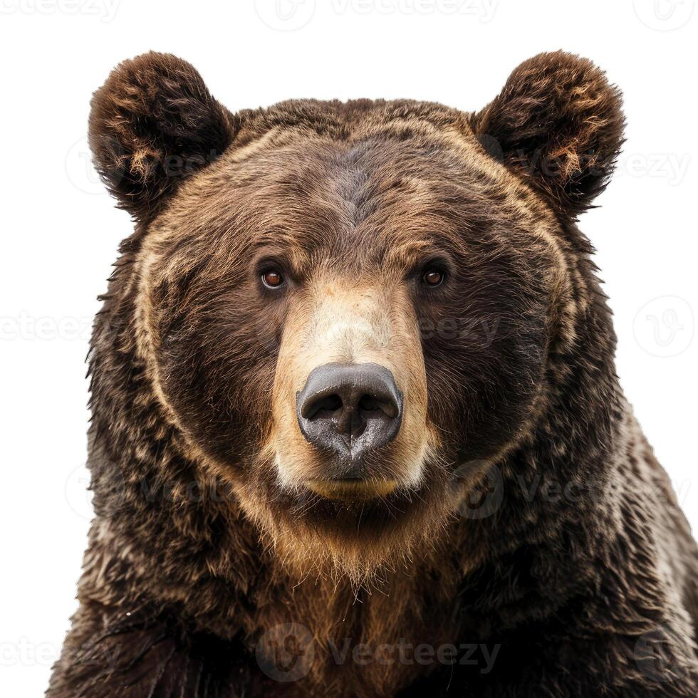 Big brown bear staring intensely on white background photo