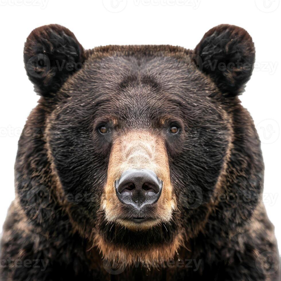 Eurasian brown bear staring intently on white background photo