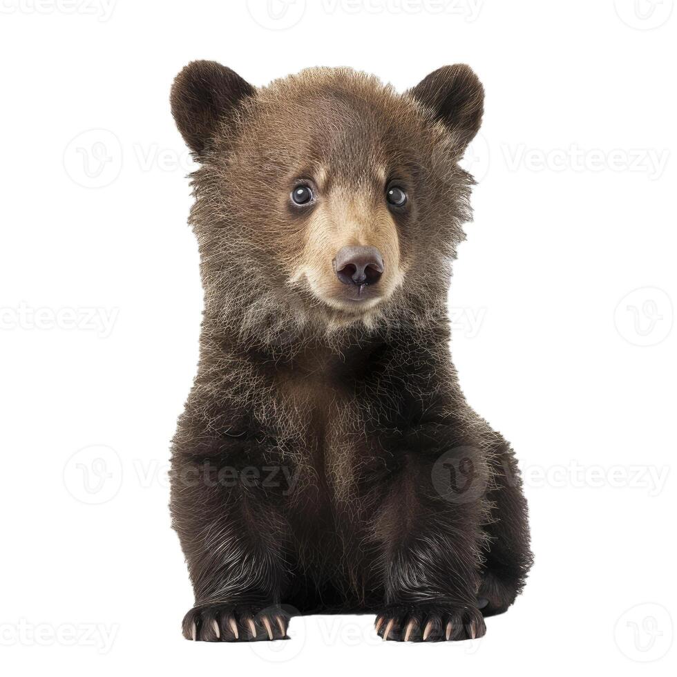 Adorable brown bear cub sitting and looking curious photo