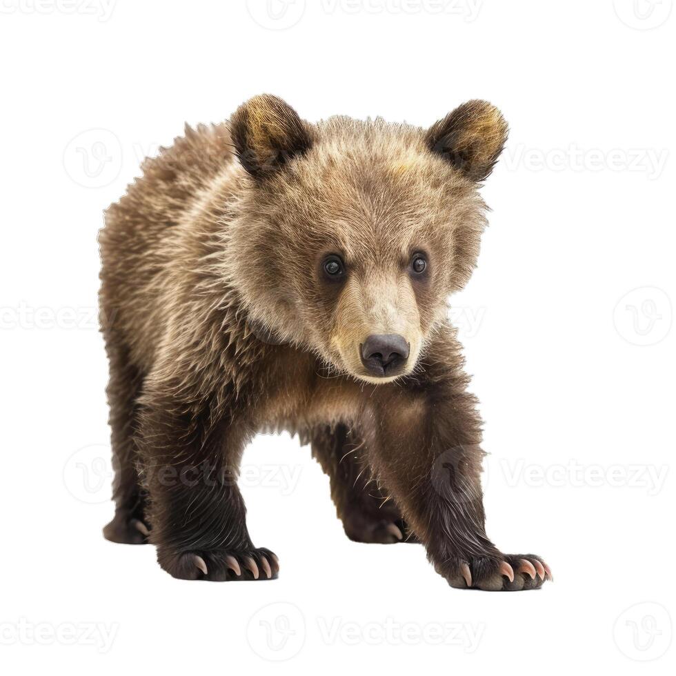 Brown bear cub walking on white background photo