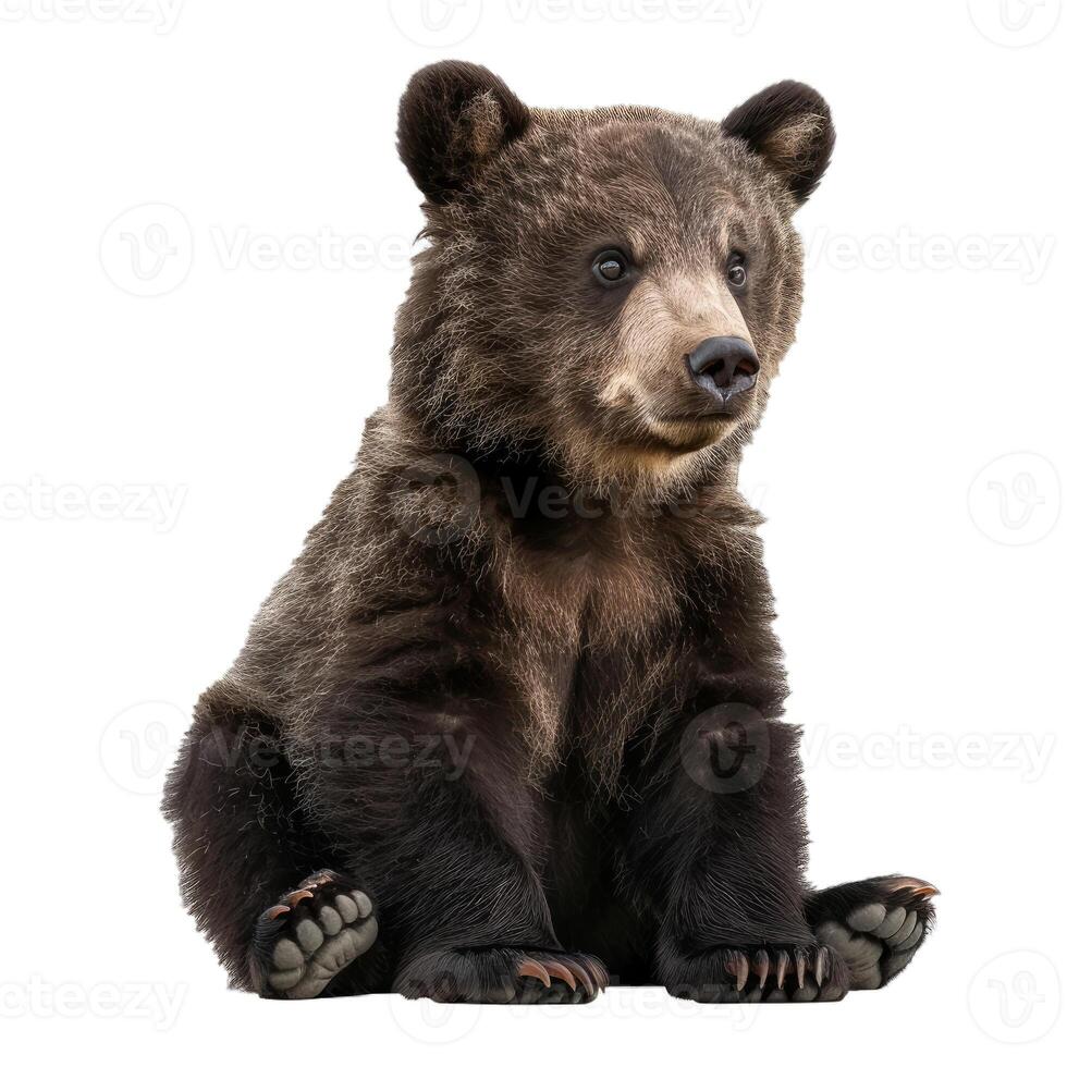 Adorable baby brown bear sitting and looking curious photo