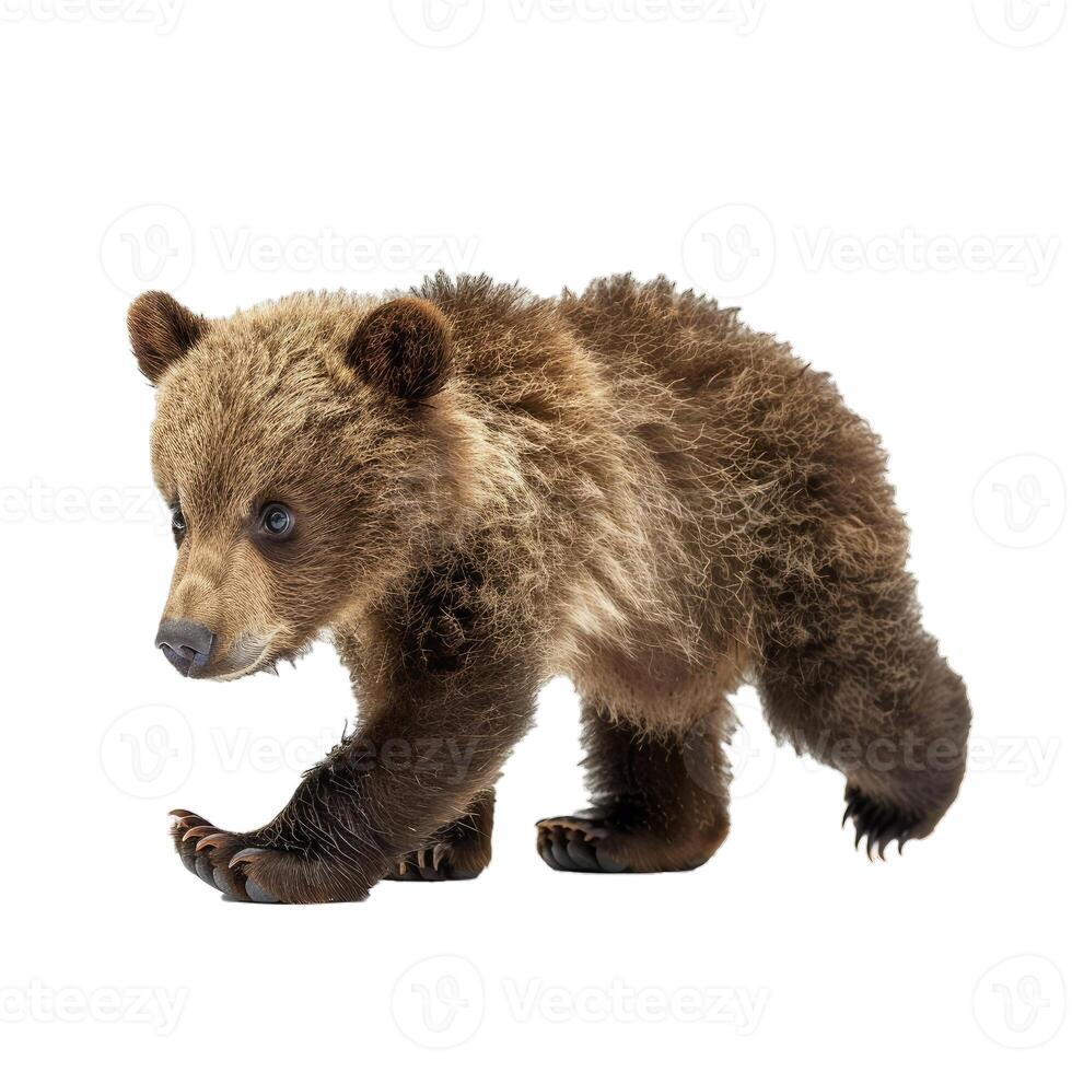 Brown bear cub walking forward and looking down photo