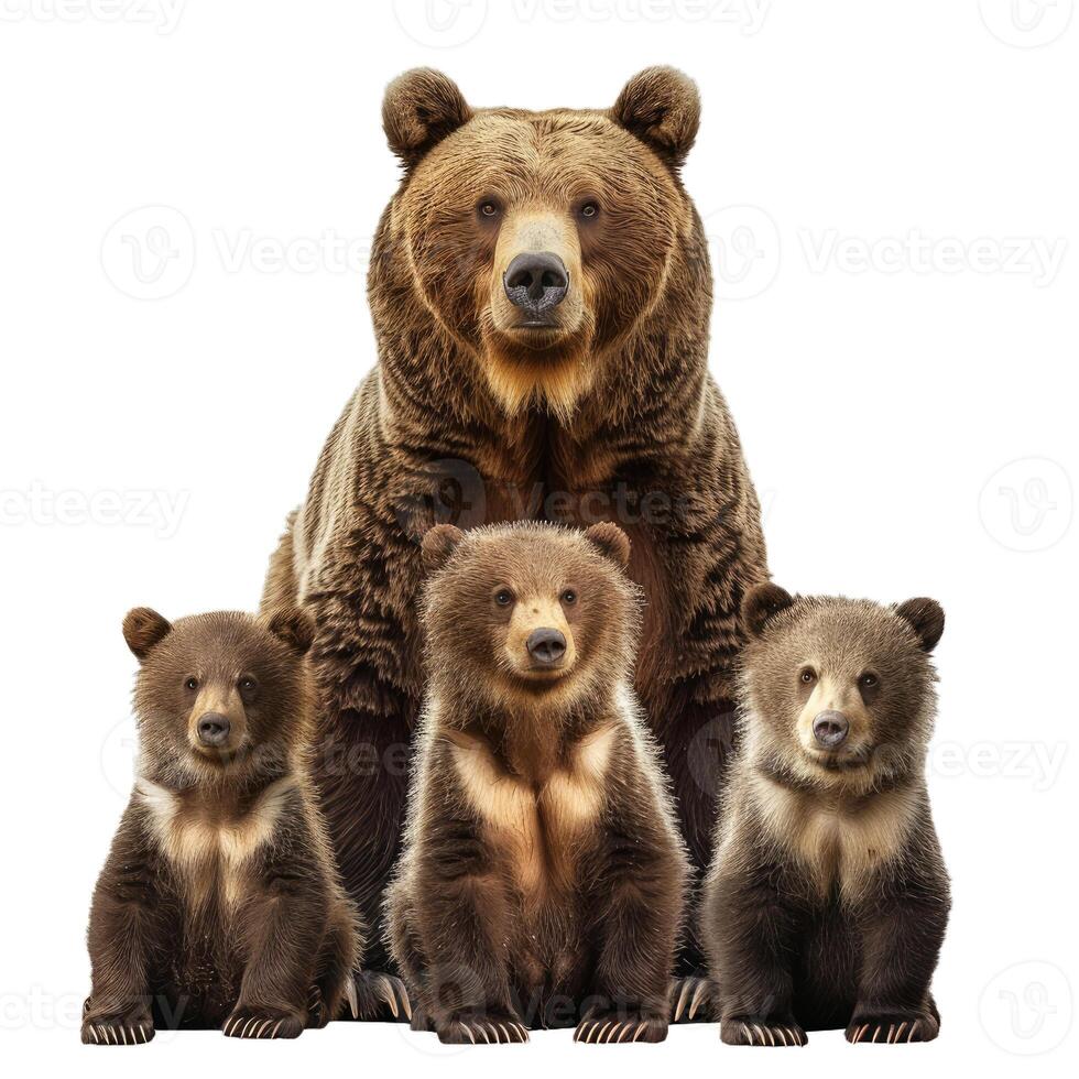 Big brown bear mother posing with three cubs on white background photo