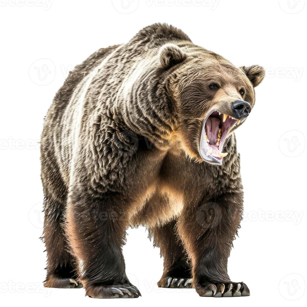Angry brown bear roaring isolated on transparent background photo