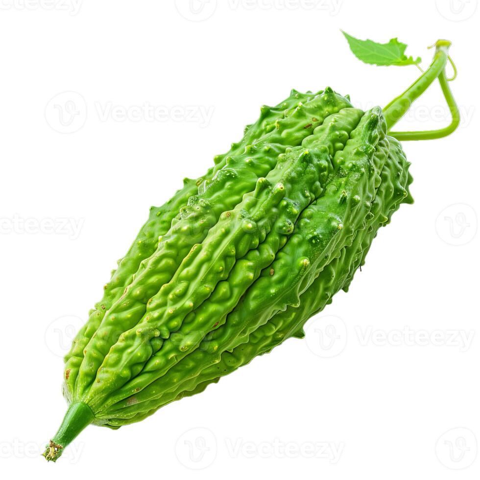 Single green bitter melon hanging from vine on white background photo