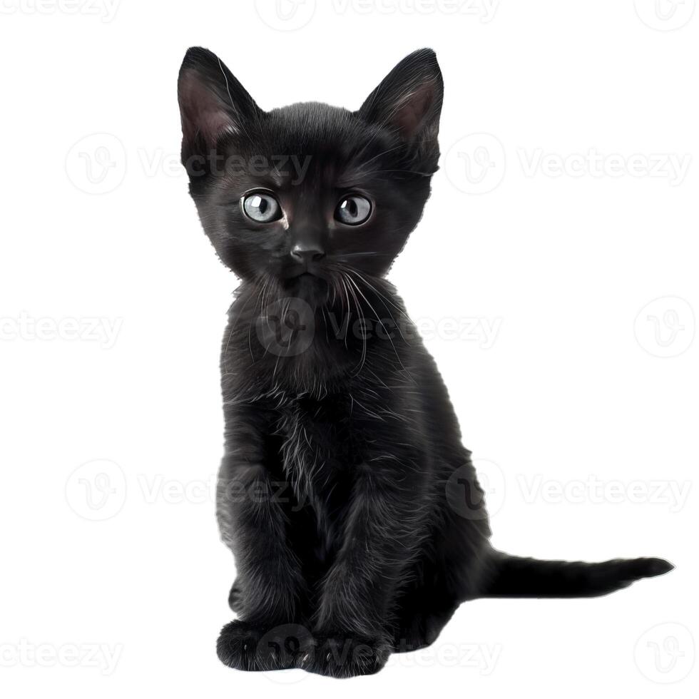 Black kitten with blue eyes sitting on white background photo