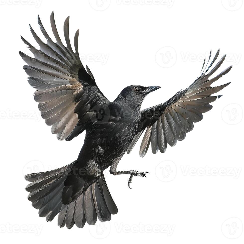 Majestic crow in flight isolated on transparent background photo