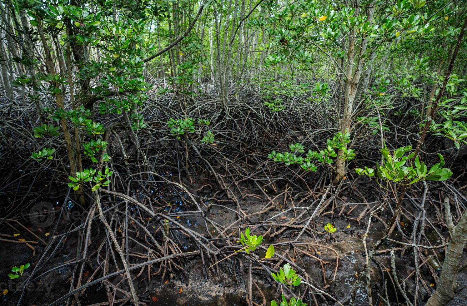 Dense mangrove roots in coastal wetland. Essential ecosystem purifying water and nurturing wildlife diversity. Nature's own carbon sequestration system battling climate change in shoreline environment photo