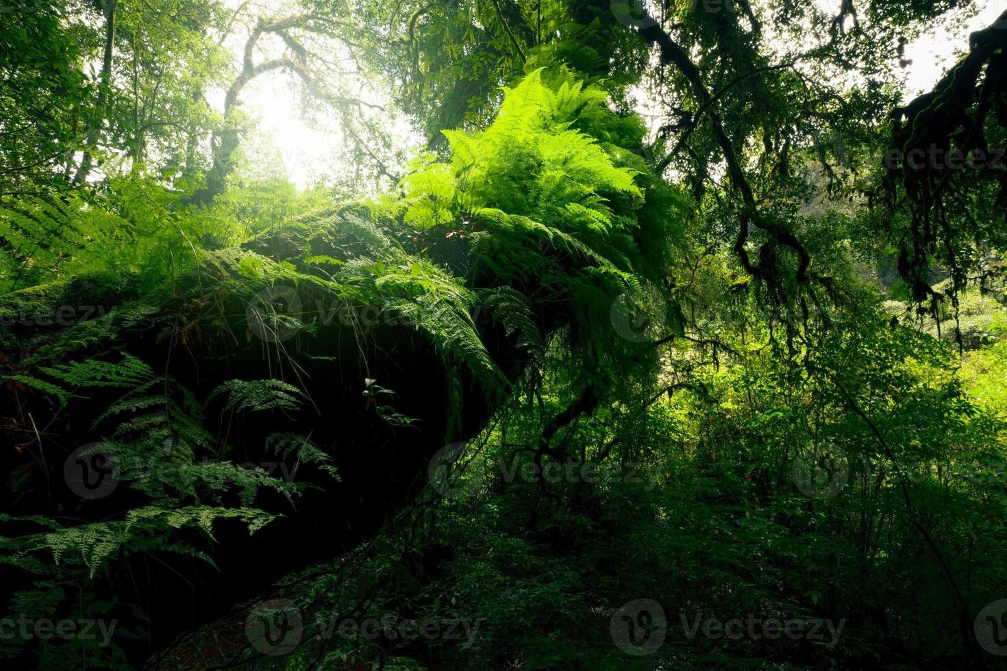 Looking up view of tree trunk to green leaves of tree in forest with sun light. Fresh environment in green woods. Forest tree on sunny day. Natural carbon capture. Sustainable conservation and ecology photo