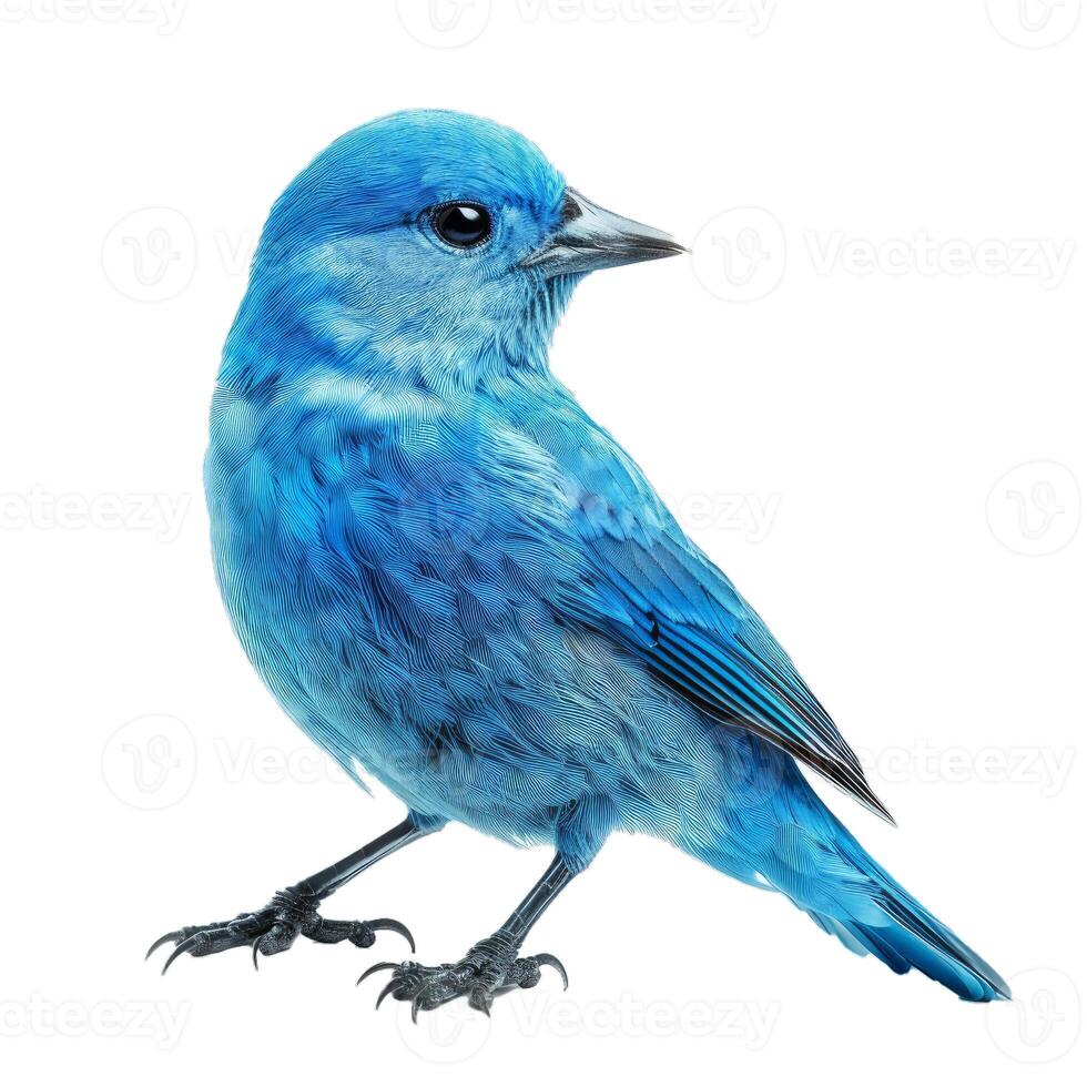Blue bird posing on white background looking right photo