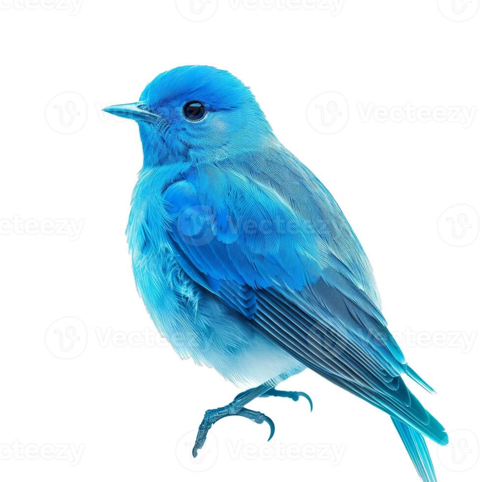 Small blue bird perched on white background photo