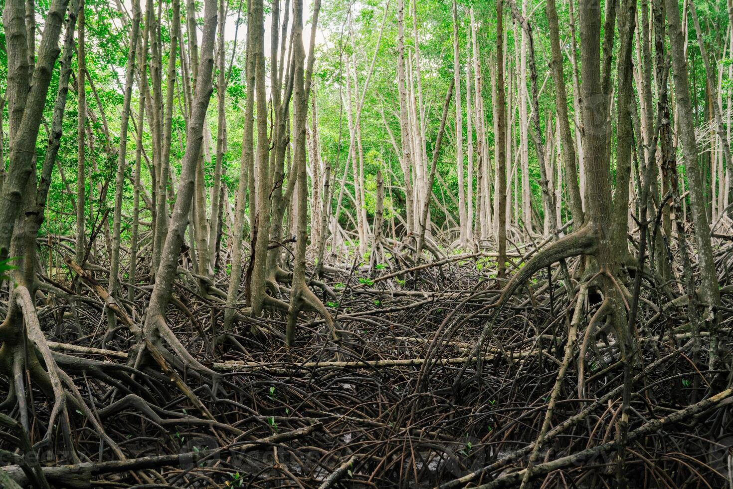 Mangrove roots in biodiverse coastal wetland. Crucial ecosystem for carbon capture and natural erosion control. Tidal swamp habitat. Nature's resilience against climate change in tropical regions. photo