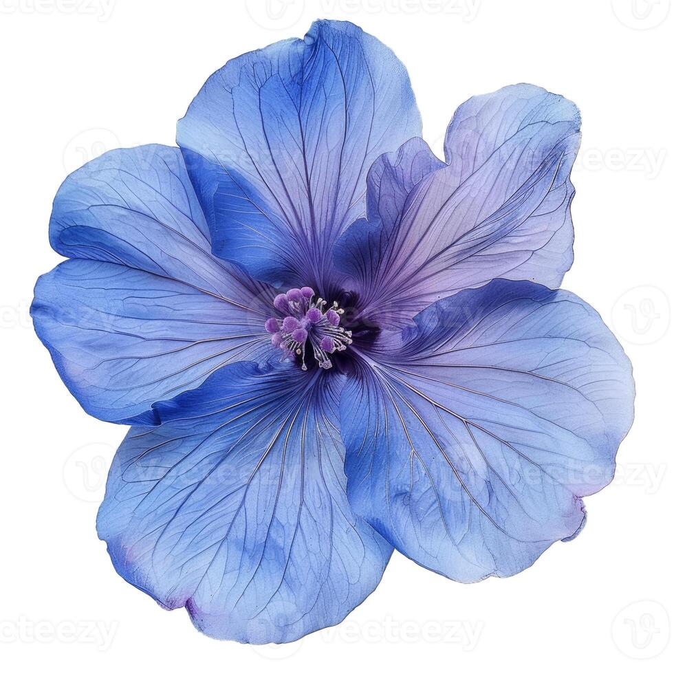 Blue hibiscus flower blooming on a white background photo