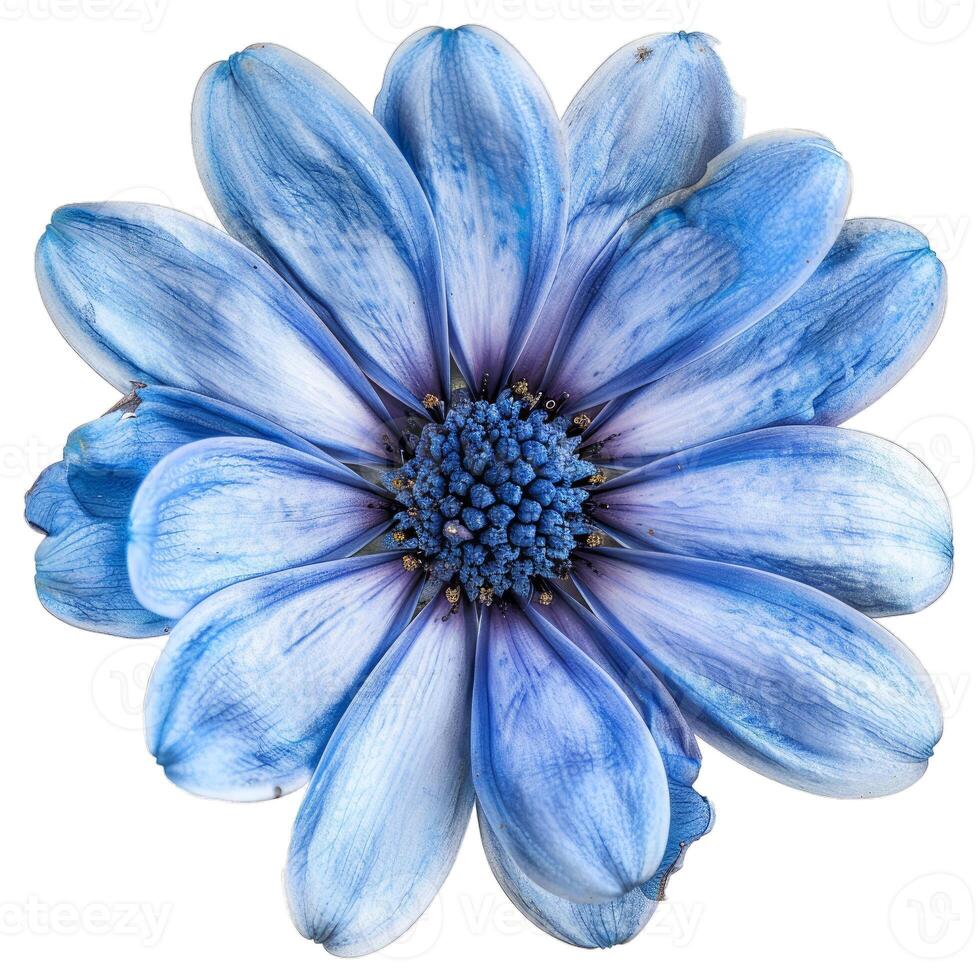 Blue osteospermum flower isolated on transparent background photo