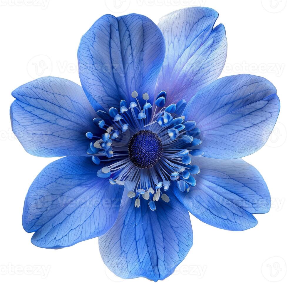 Blue anemone flower showing petals and stamen isolated on white background photo