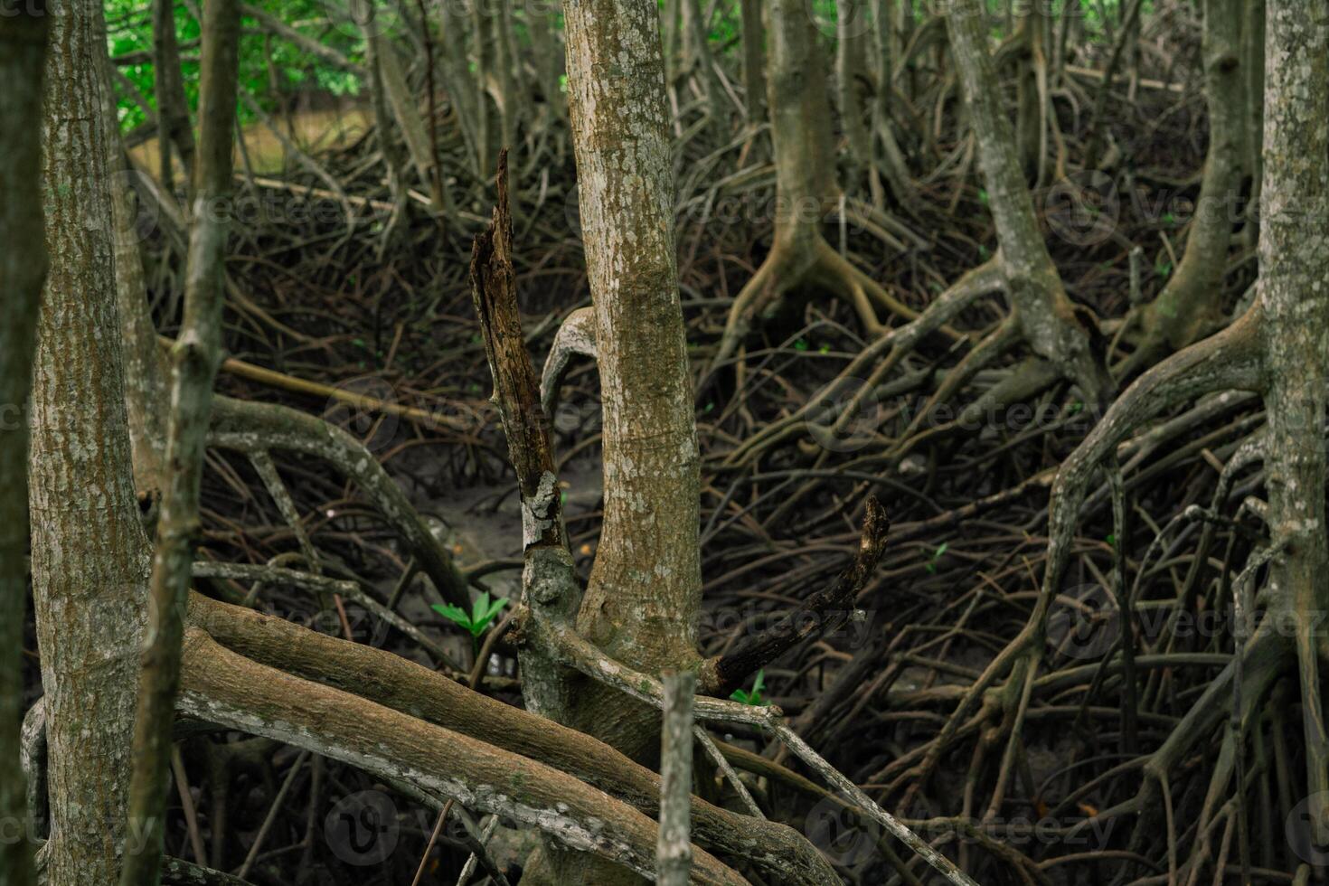 Close-up of mangrove root system in tropical wetland forest. Coastal ecosystem supporting biodiversity. Natural defense against erosion and climate change in tidal swamp environment. Carbon capture. photo
