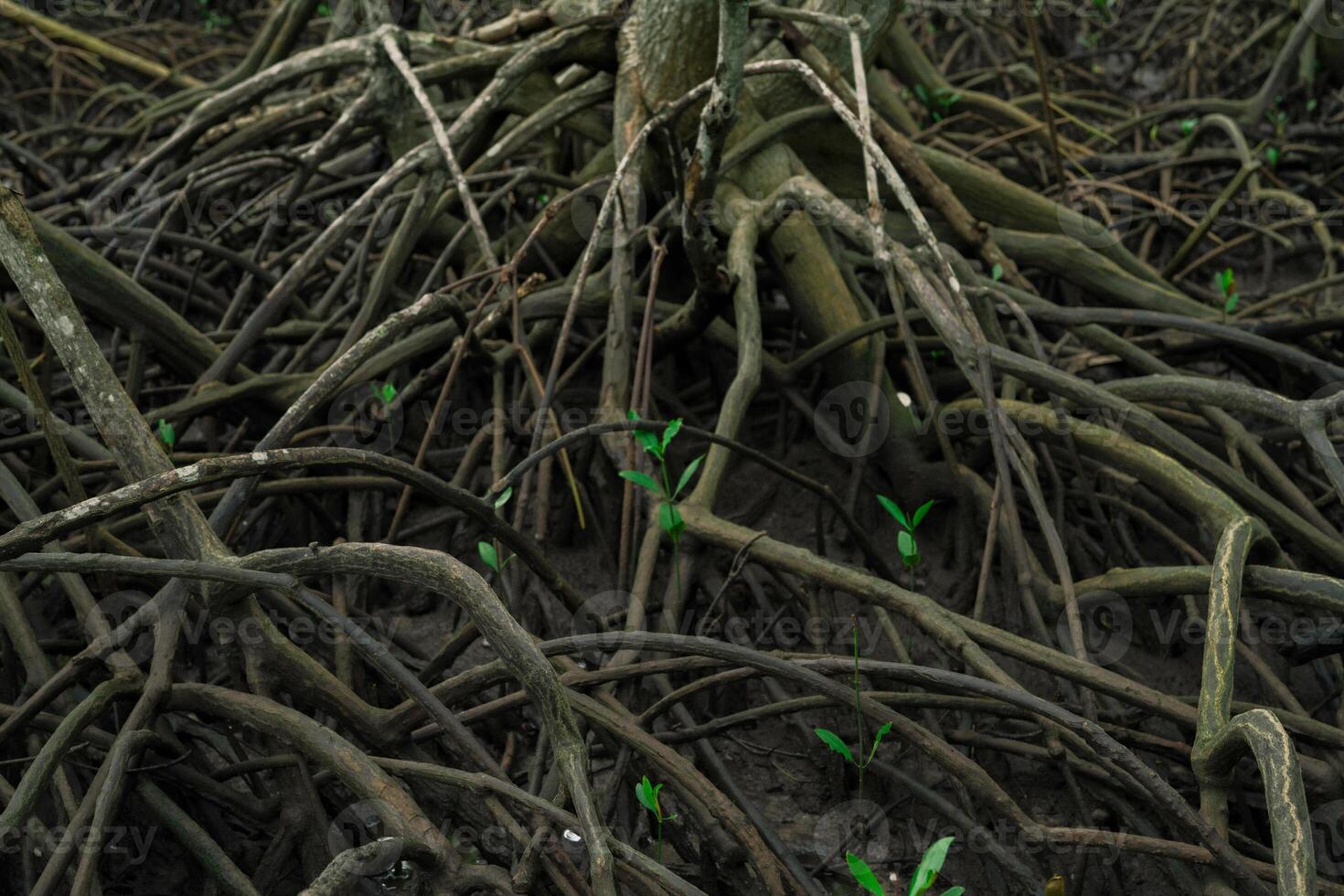 Tangled mangrove roots in lush green swamp forest. Wetland ecosystem filtering water and supporting wildlife. Natural carbon sink in coastal areas combating climate change. Natural carbon capture. photo