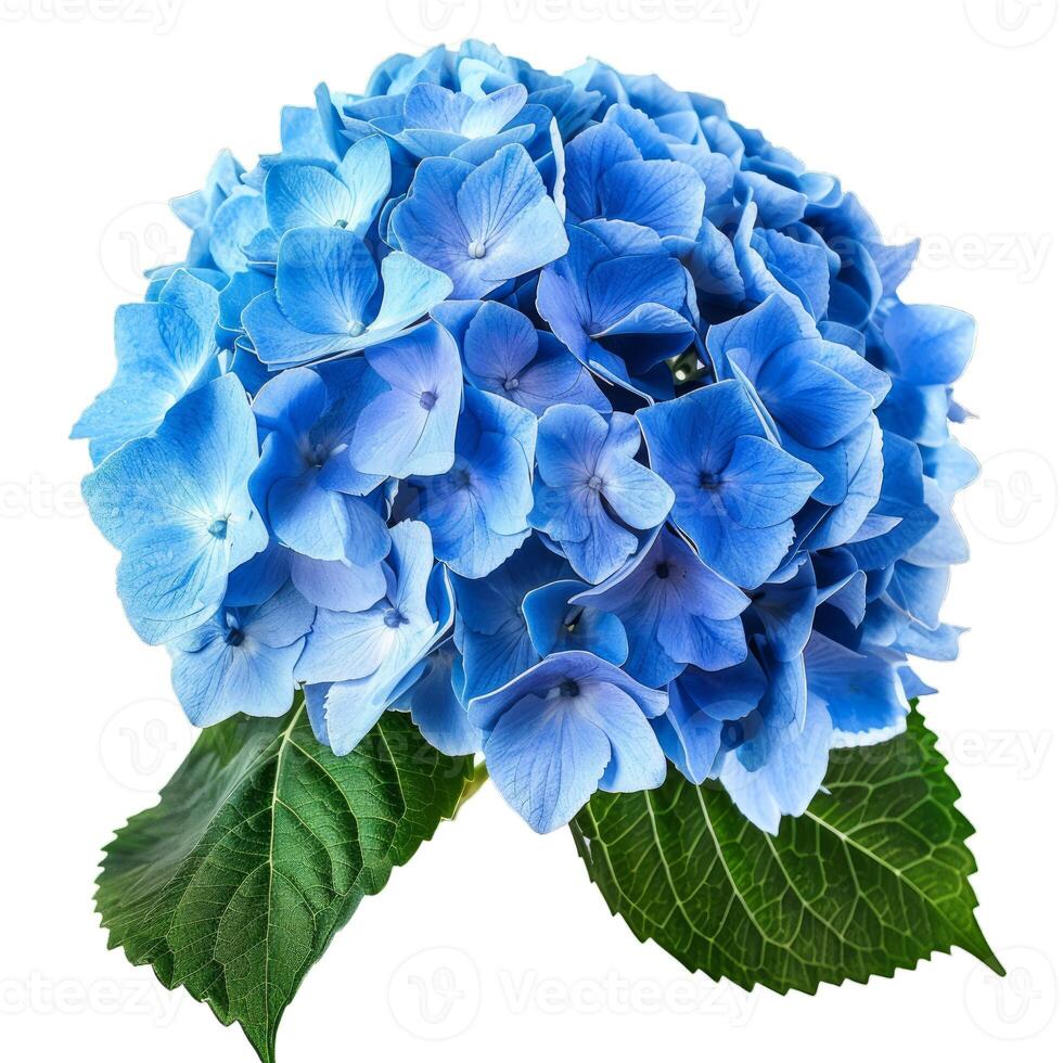Vibrant blue hydrangea isolated on transparent background photo