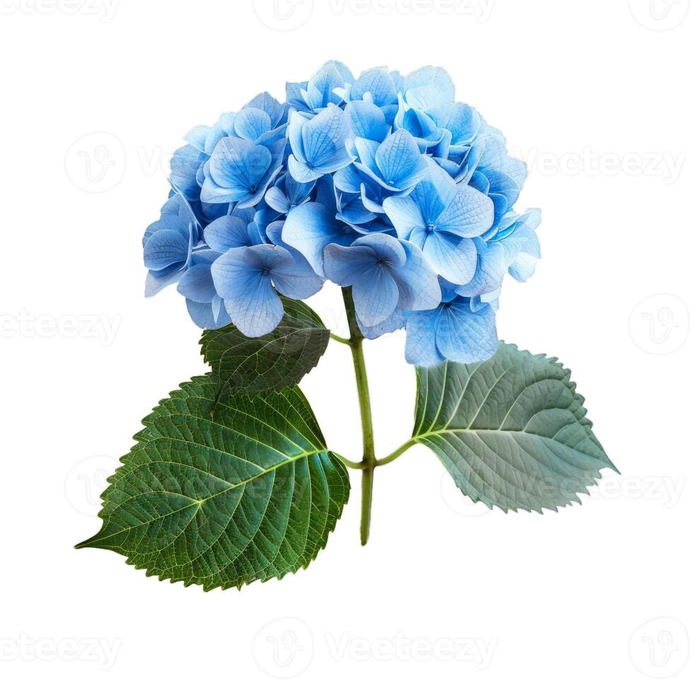 Blue hydrangea bloom isolated on transparent background photo