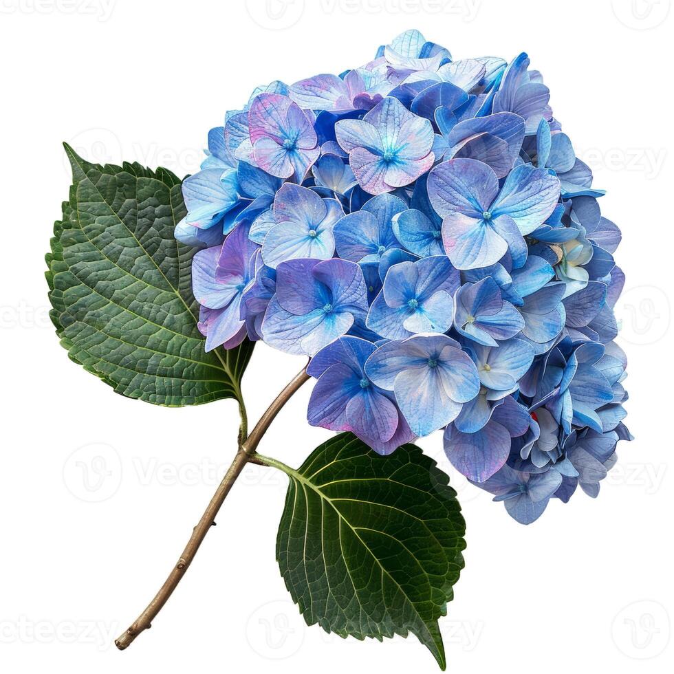 Blue hydrangea flower head with green leaves isolated on white photo