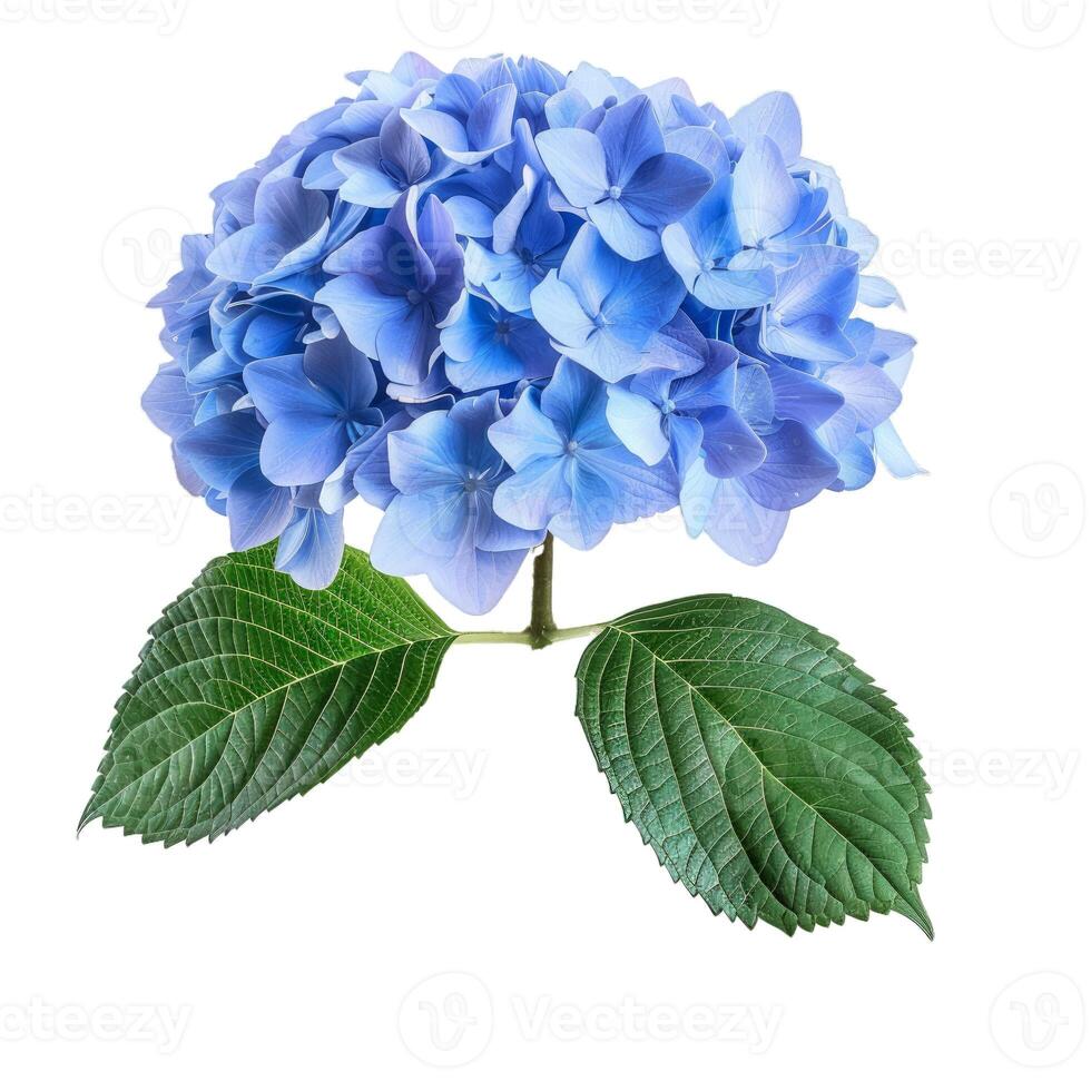 Blue hydrangea bloom with leaves on transparent background photo