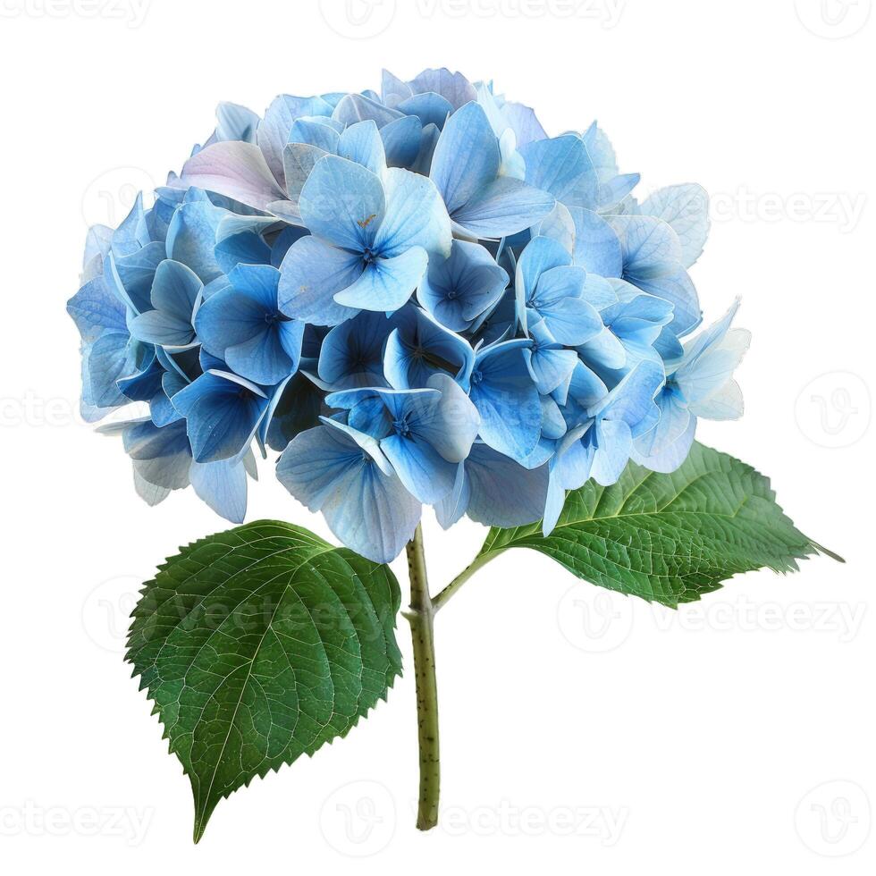 Single blue hydrangea on a white background with two green leaves photo