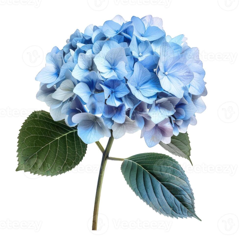 Blue hydrangea flower with green leaves isolated on white background photo