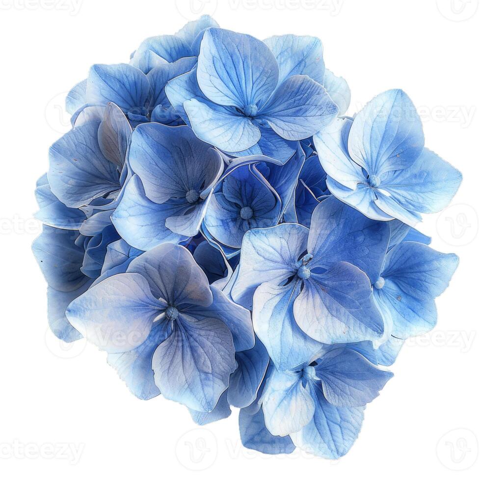 Beautiful blue hydrangea flower head blooming on white background photo