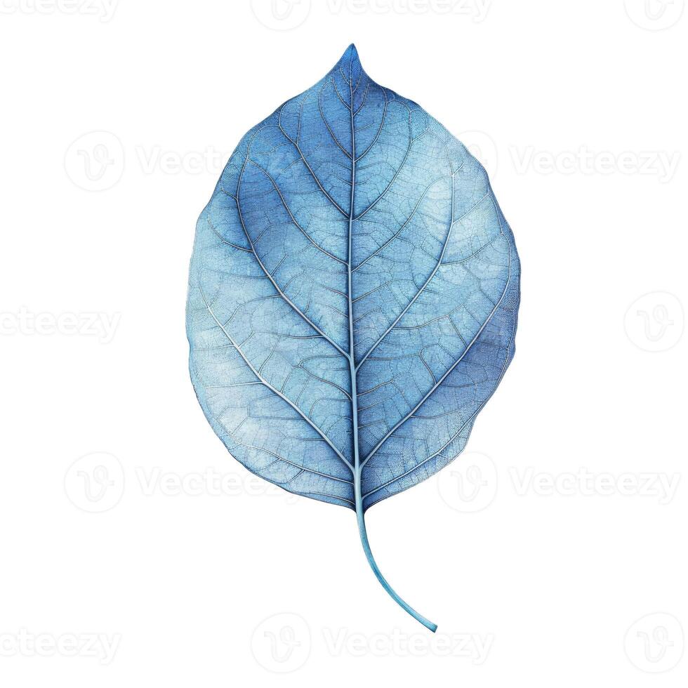 Blue skeleton leaf showing intricate veins isolated on white background photo