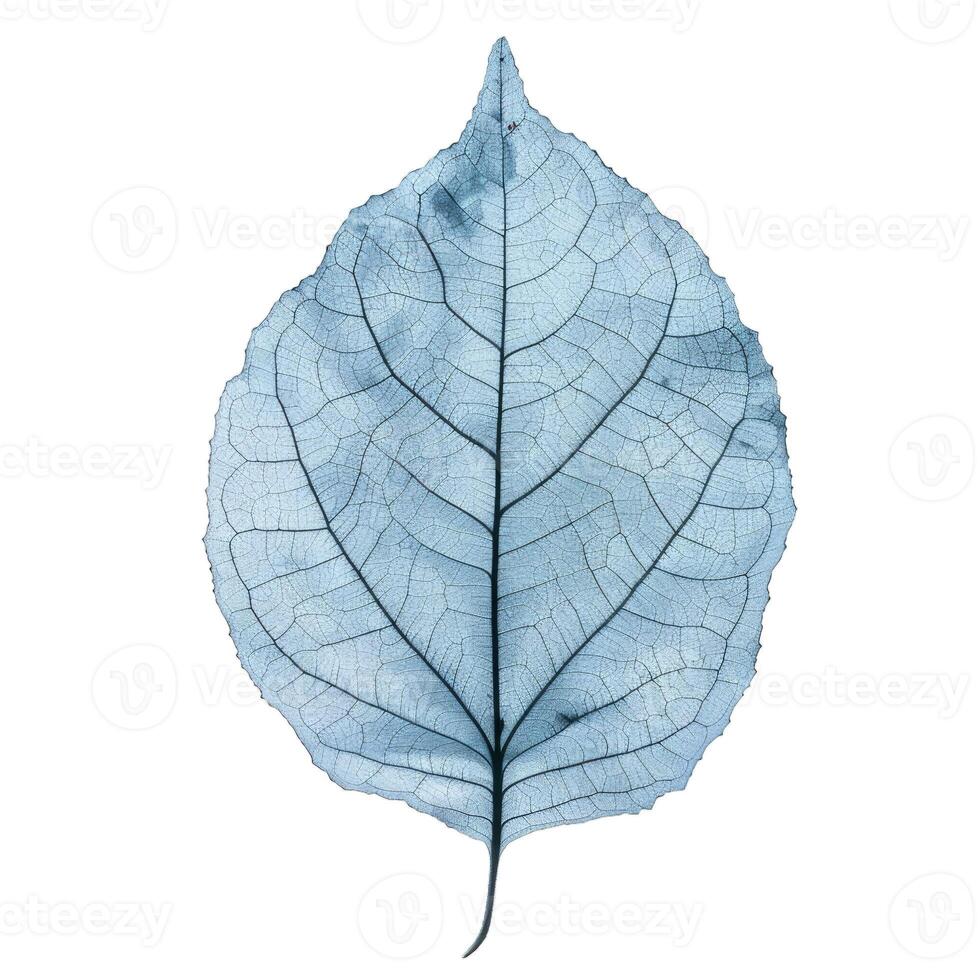 Transparent blue leaf on isolated background photo