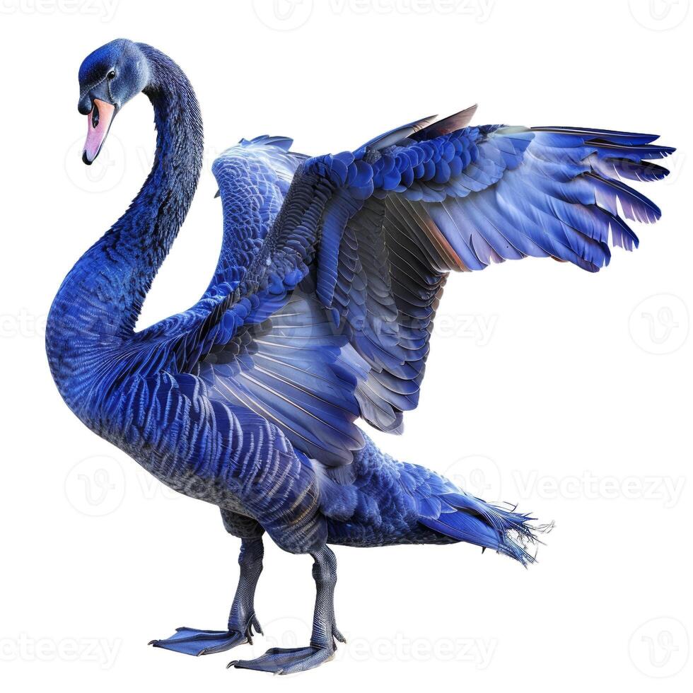 Majestic blue swan isolated on transparent background photo