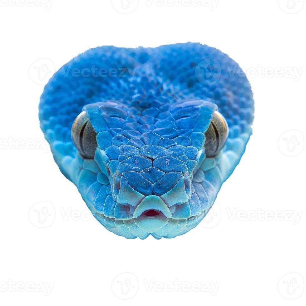 Close up of blue viper snake photo