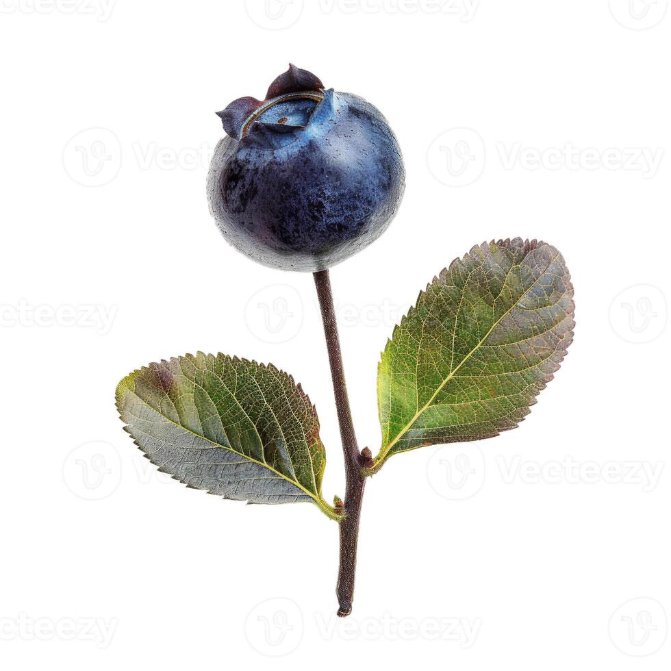 Single blueberry growing on branch with leaves isolated on white background photo