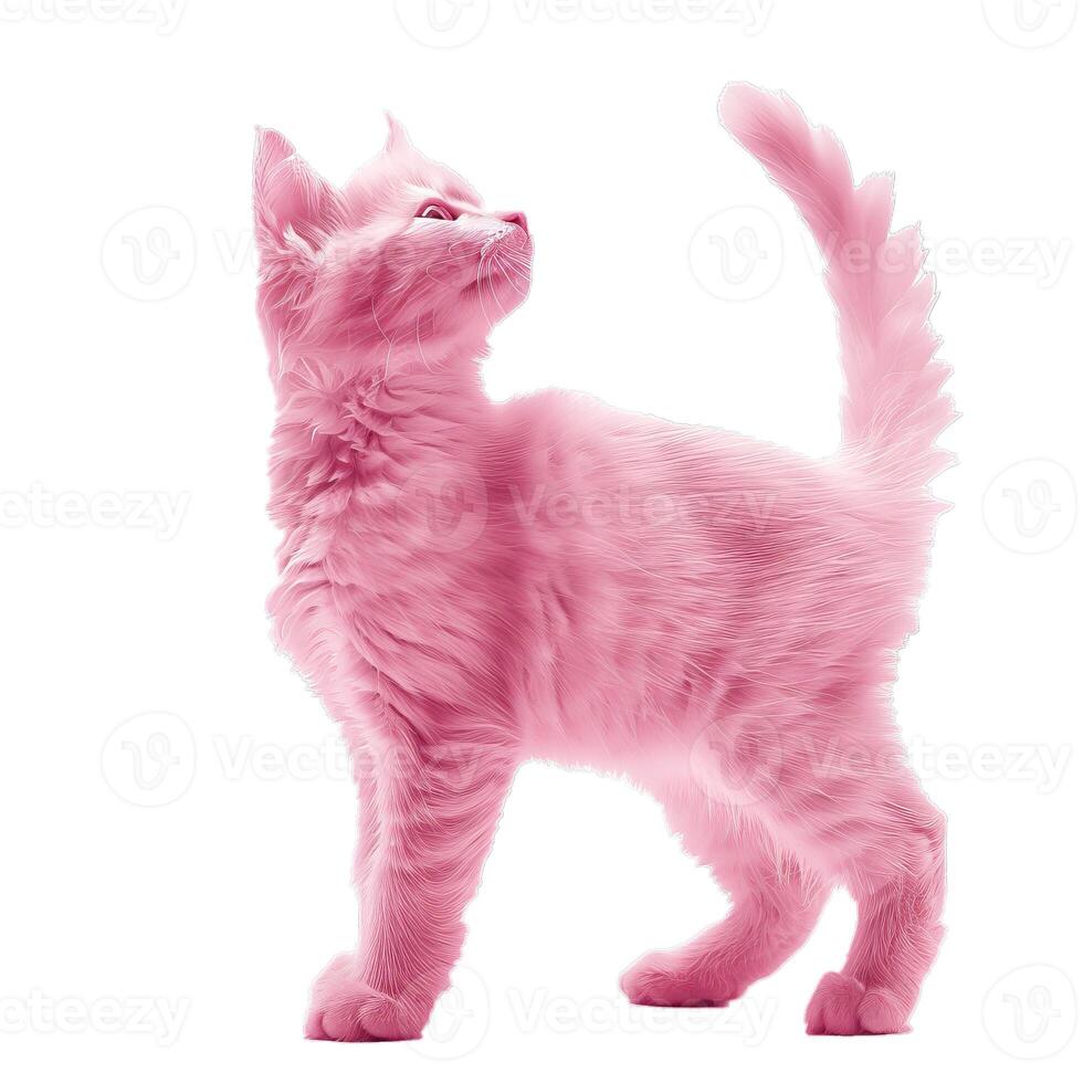 Pink kitten standing and looking up with tail held high photo