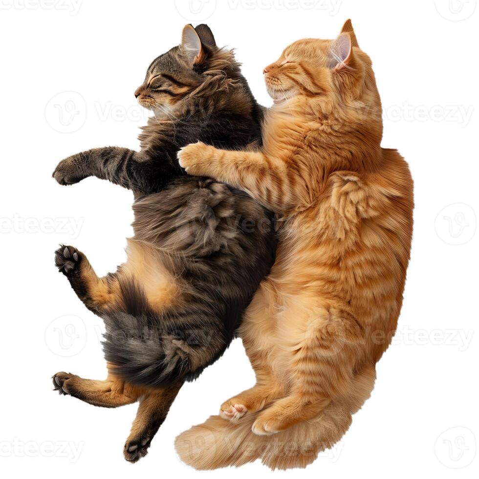 Two hugging tabby cats on transparent background photo