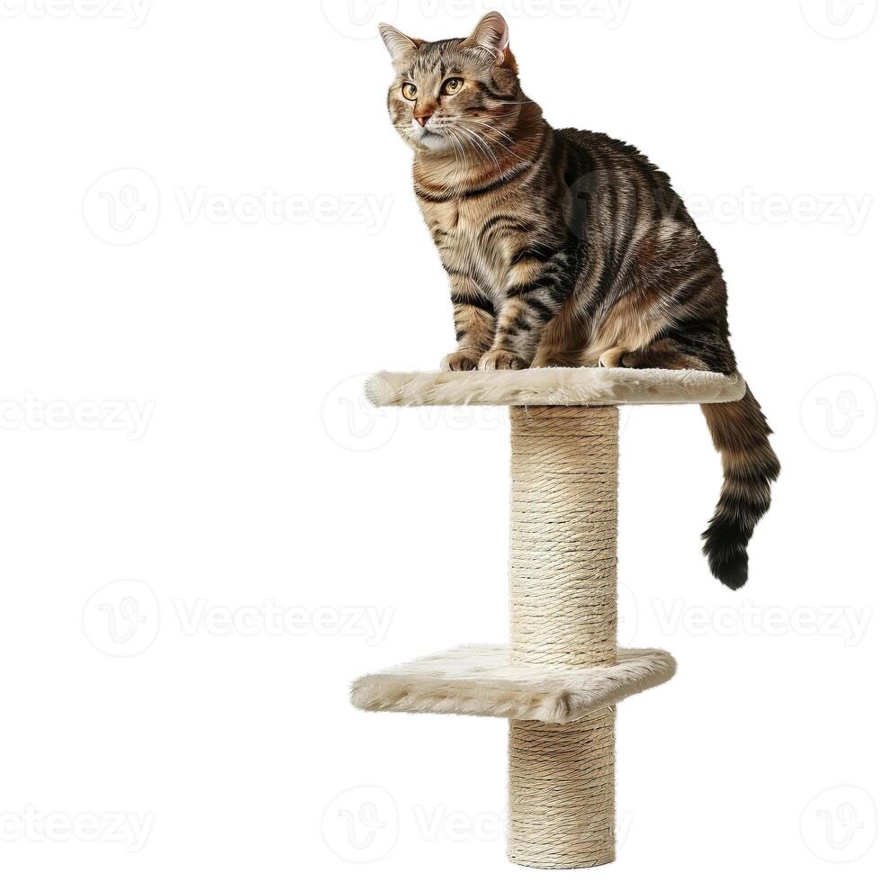 Cute tabby cat sitting on top of cat scratching post photo