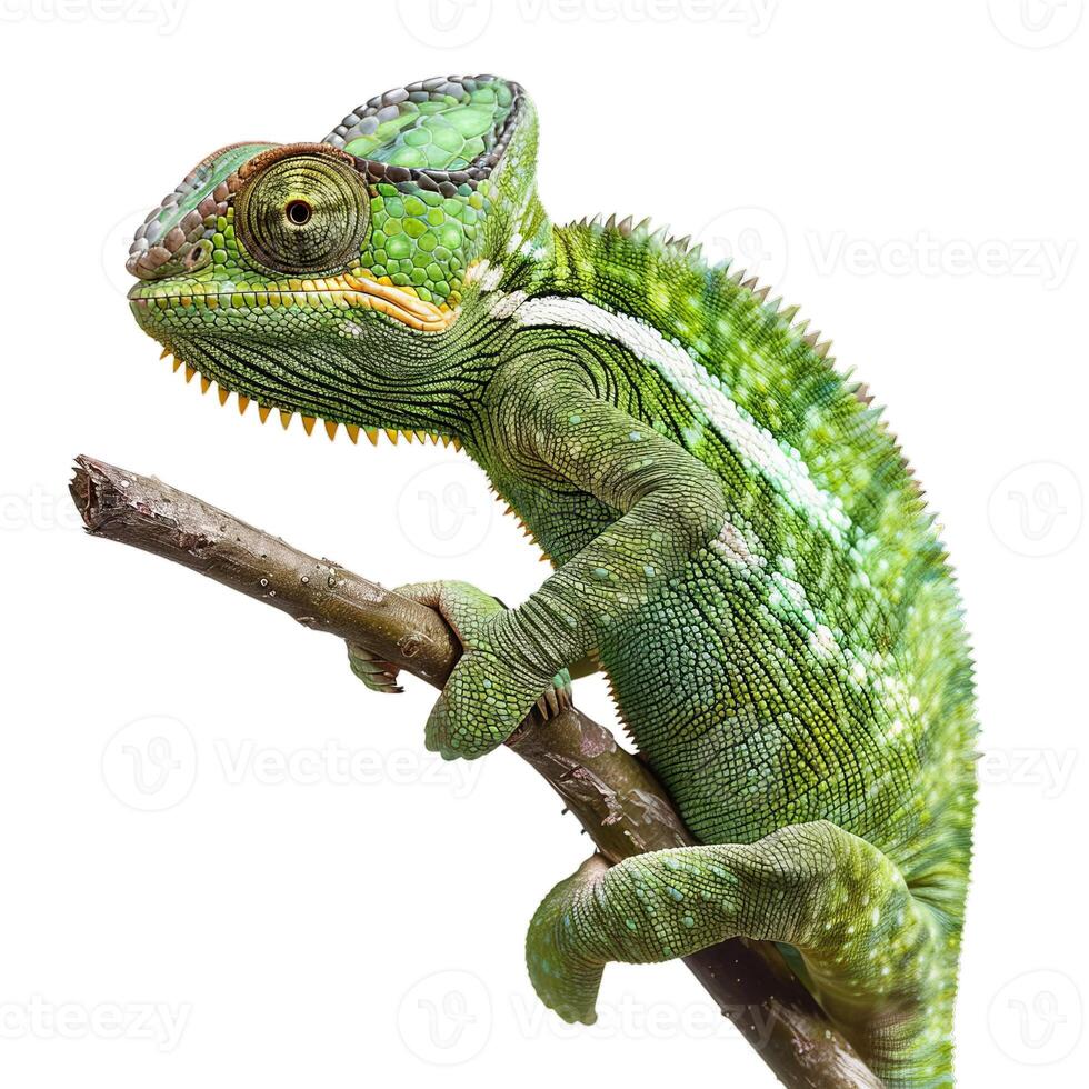 Vibrant chameleon on branch isolated on transparent background photo
