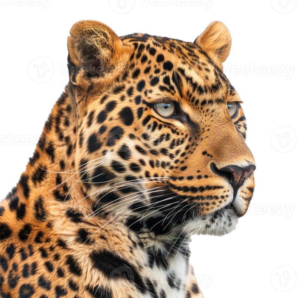 Leopard showing its beautiful fur and intense eyes photo