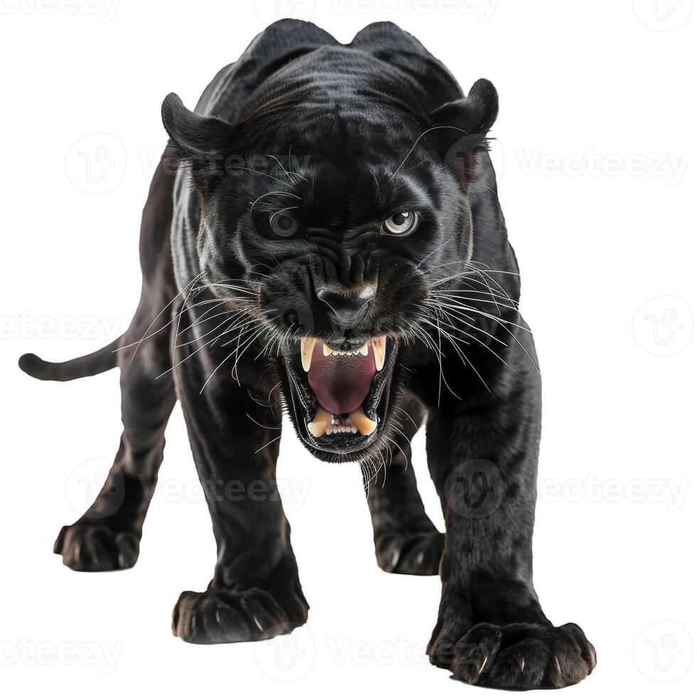 Black panther snarling with teeth bared on a white background photo