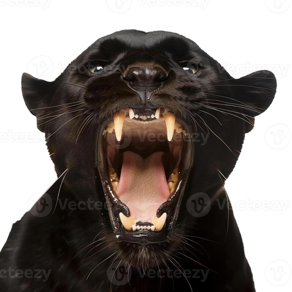 Black panther roaring showing teeth on white background photo