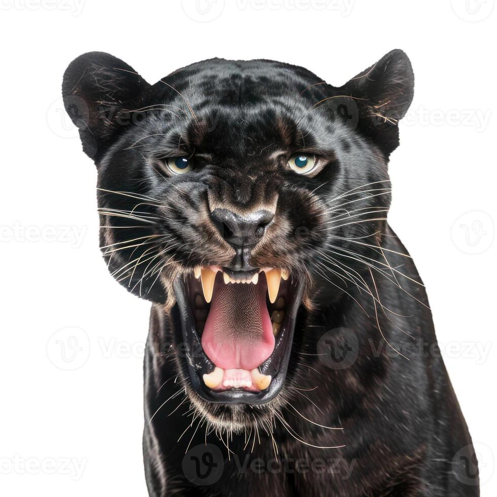 Black panther snarling showing teeth on white background photo