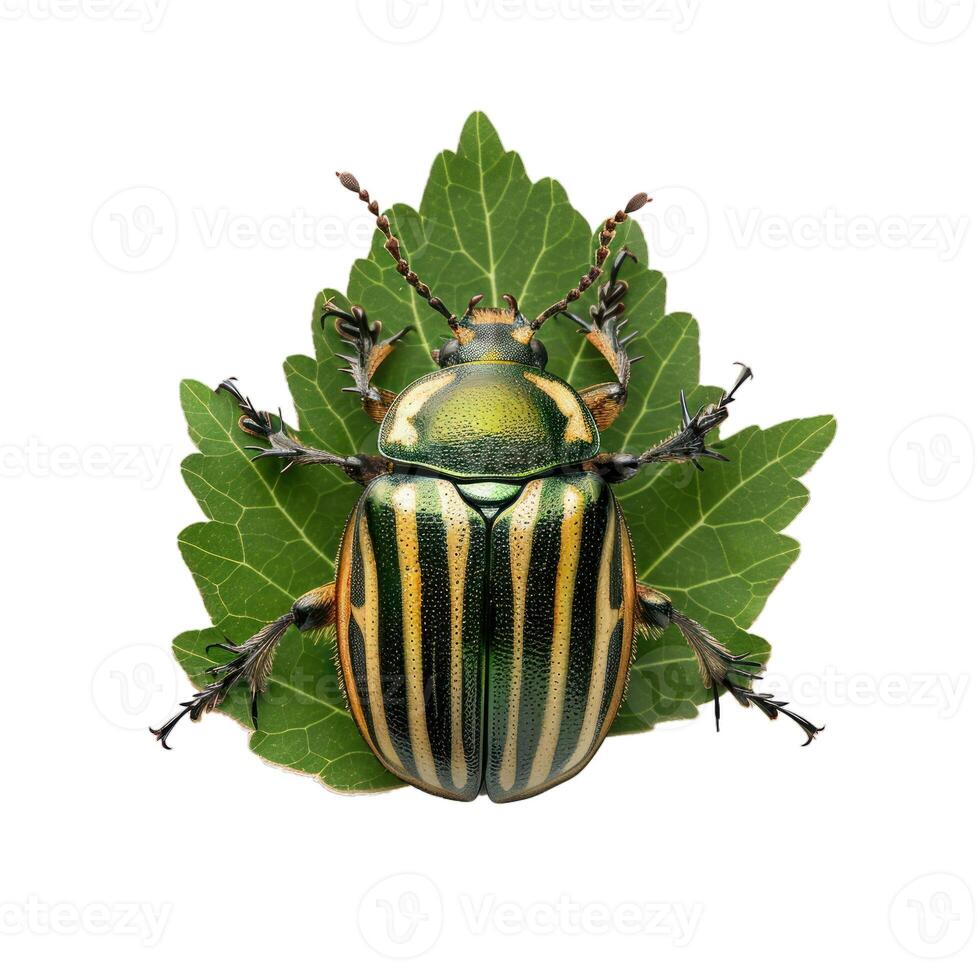 Fiery searcher beetle standing on a green leaf photo