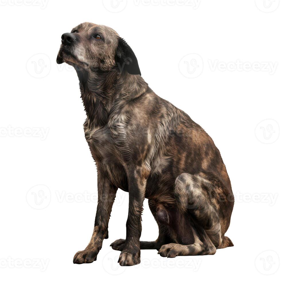 Wet dog sitting and looking up isolated on white background photo