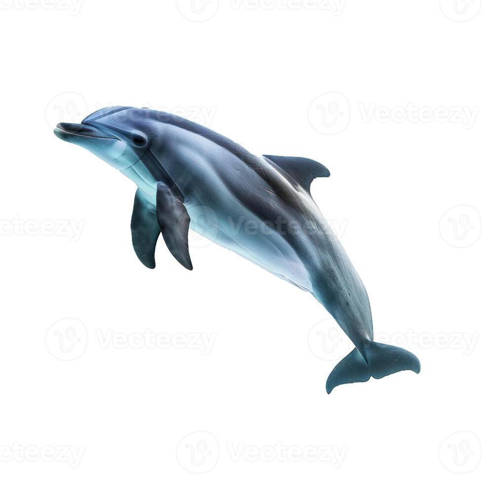 Dolphin jumping out of water on white background photo