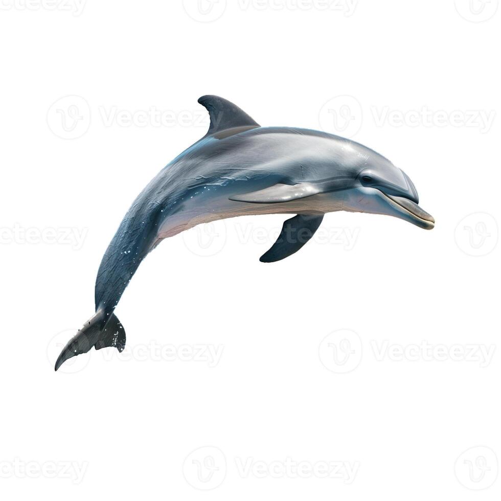 Dolphin jumping out of water on white background photo