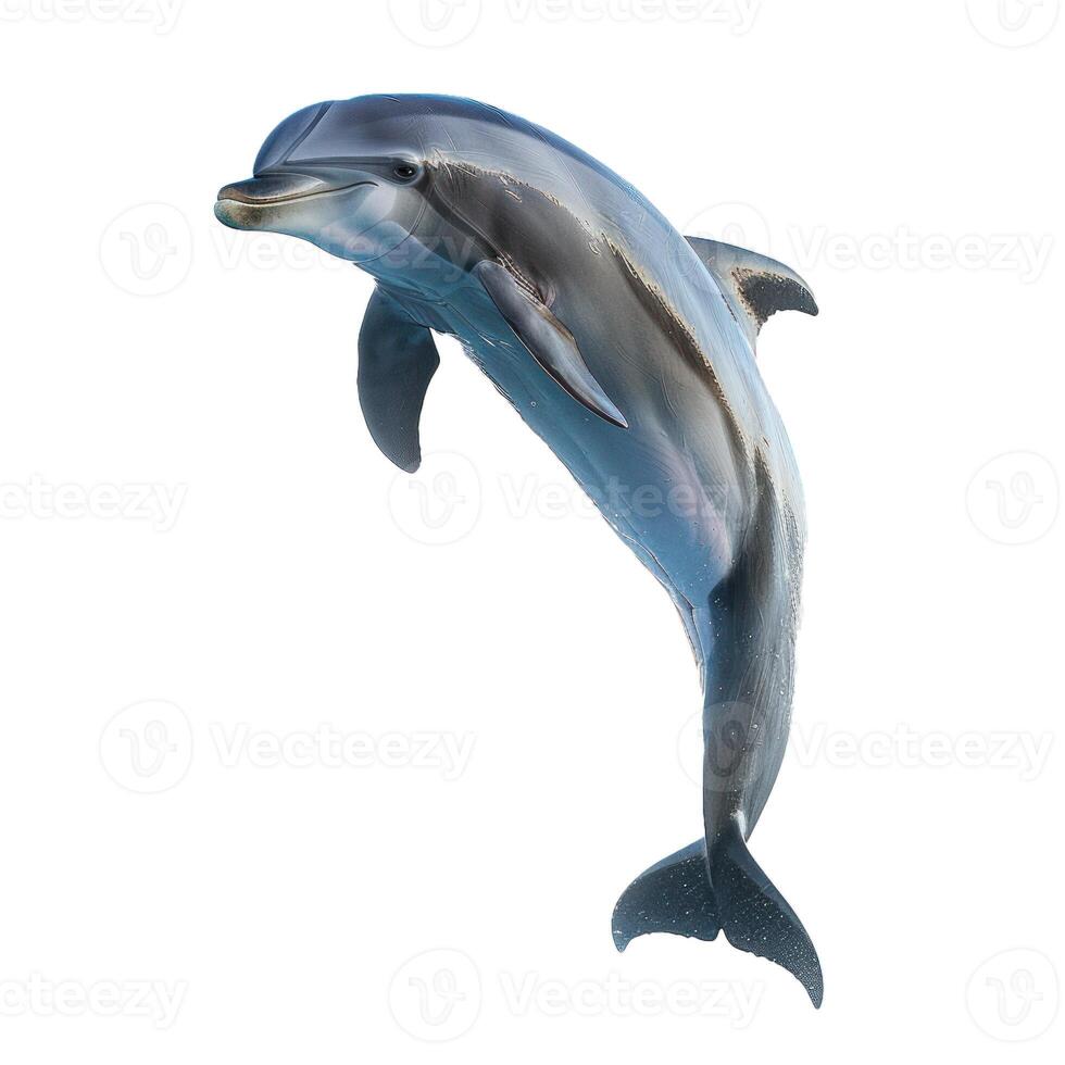 Dolphin jumping out of water on white background photo