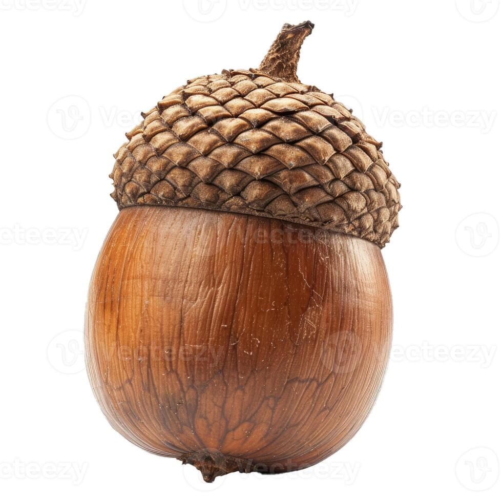 Ripe acorn with cap sitting on white background photo